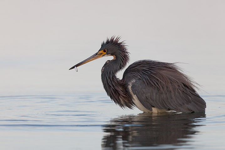 Dreifarbenreiher Egretta tricolor Tricolored Heron